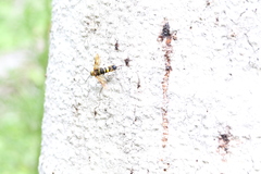 Eriotremex formosanus