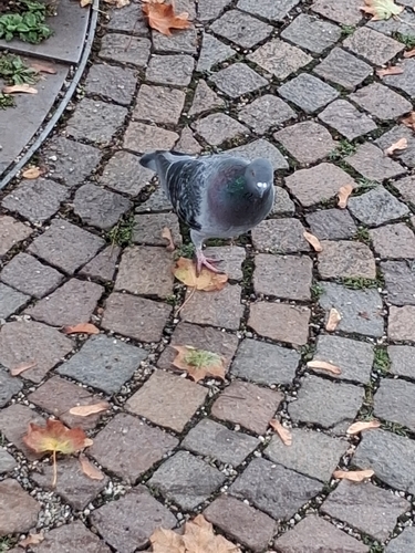 Feral Pigeon