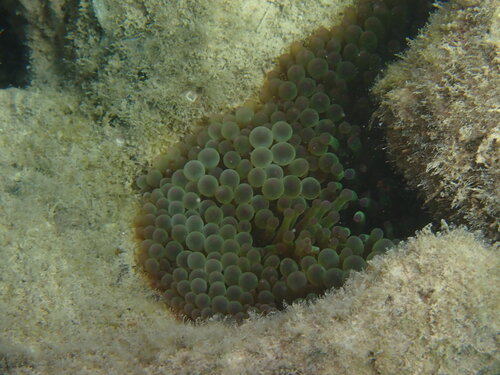 Entacmaea quadricolor observed 2026-10-11