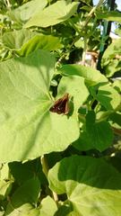 Cymaenes odilia