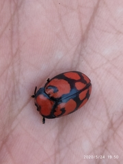 Ogdoecosta biannularis