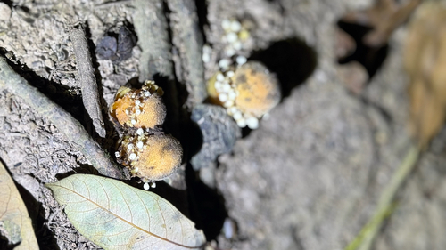 Balanophora fungosa observed 2026-10-11
