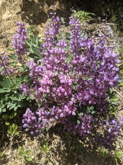 Lupinus cervinus