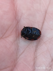 Ogdoecosta biannularis