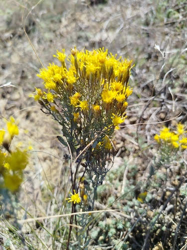 Galatella villosa