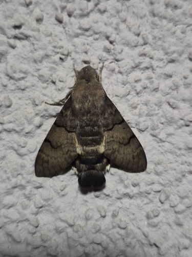 Eurasian Hummingbird Hawkmoth
