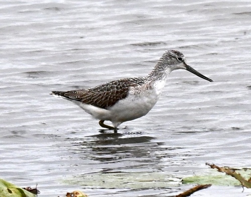 Common Greenshank