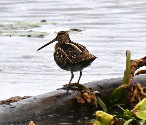 Common Snipe