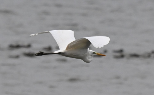 Great Egret