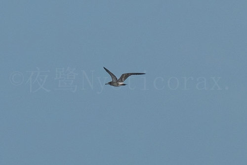 Black-tailed Gull