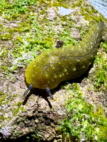 Athoracophorus, 2026-10-11