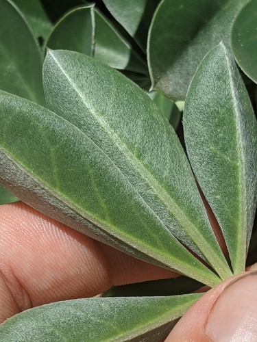 Image of Lupinus cervinus by no rights reserved