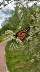 Danaus erippus