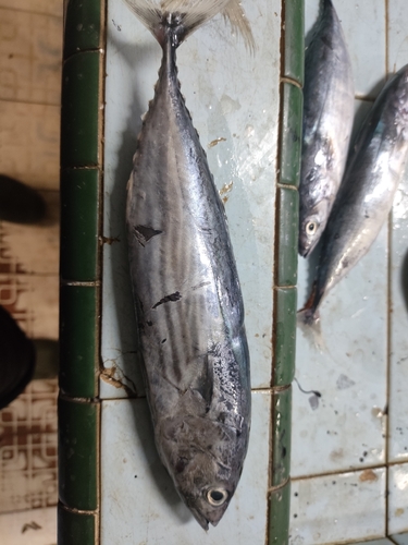Katsuwonus pelamis observed 2026-10-11