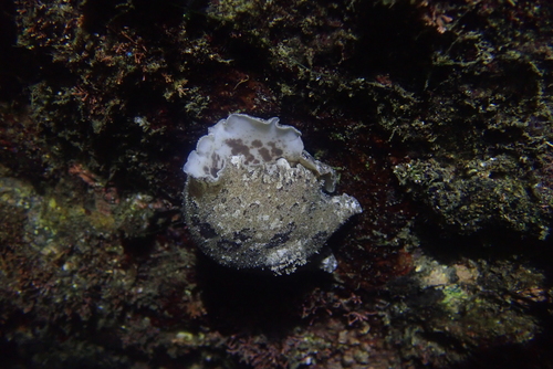 Discodoris fragilis observed 2026-10-11