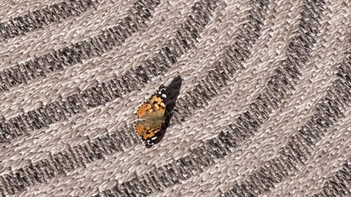 Painted Lady