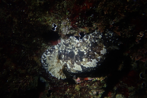 Discodoris fragilis observed 2026-10-11