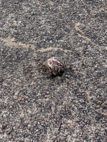 Cross Orbweaver
