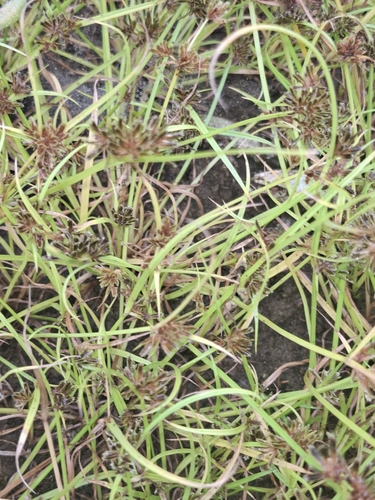 Brown Flatsedge