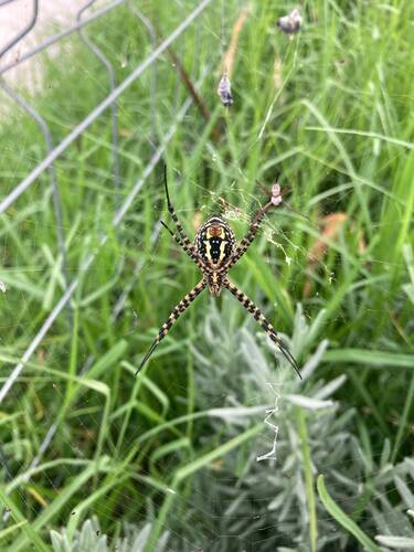 Araña de jardín bandeada