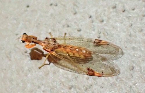 Ditaxis biseriata