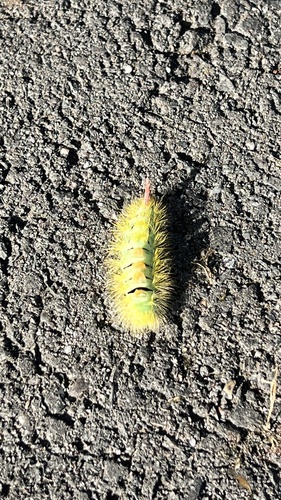 Pale Tussock Moth