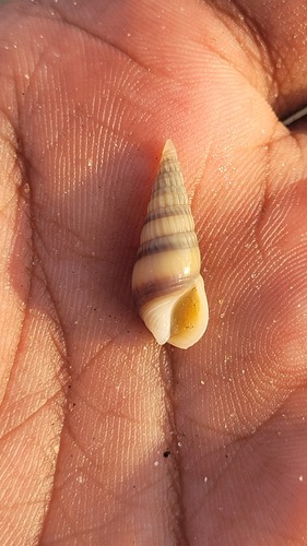 Bullia melanoides observed 2026-04-04