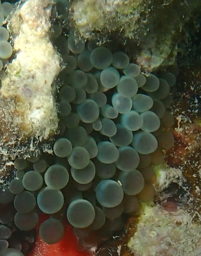 Entacmaea quadricolor observed 2026-10-11
