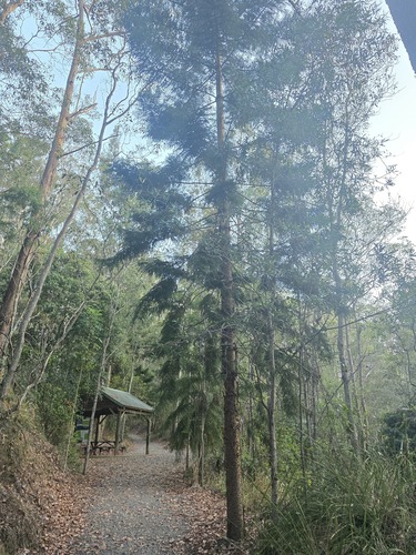 Araucaria cunninghamii observed 2026-10-11