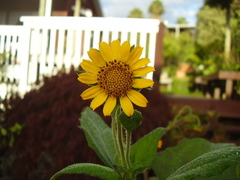 Smallanthus sonchifolius