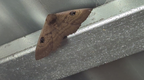 Southern Moon Moth