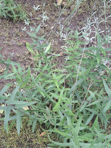 purple loosestrife
