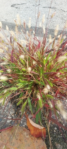 Green Bristle Grass