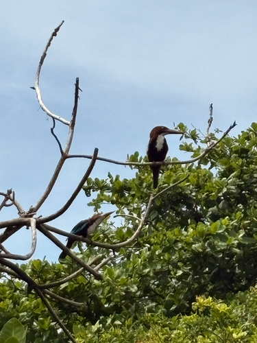 White-throated Kingfisher