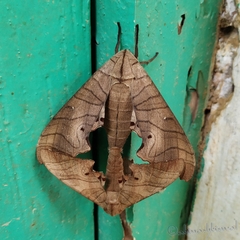Marumba dyras