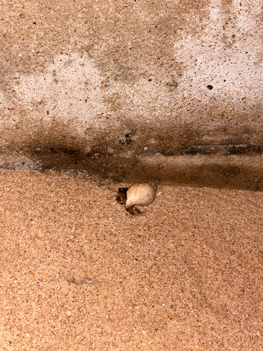 Tawny Hermit Crab