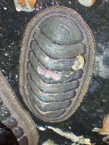 Ischnochiton australis observed 2026-10-11