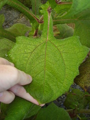 Smallanthus sonchifolius