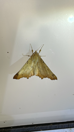 Maple Spanworm Moth