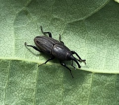 Sphenophorus parvulus