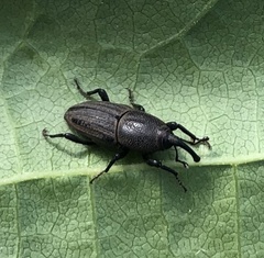 Sphenophorus parvulus