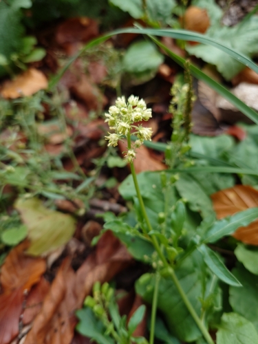 Wild Mignonette