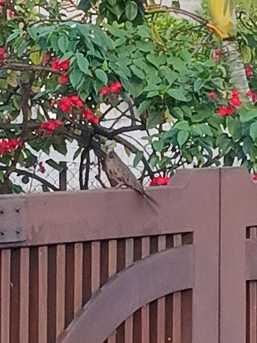 Spotted Dove