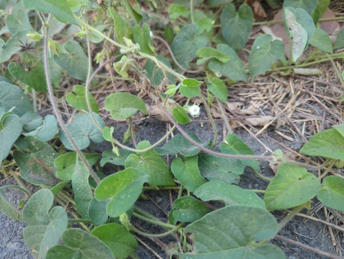 Ipomoea biflora observed 2026-10-11
