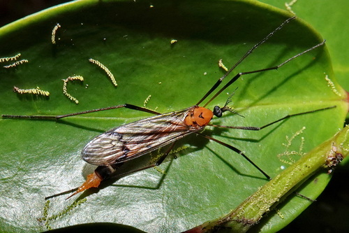 Gynoplistia observed 2026-10-10