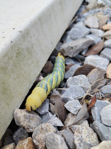 Death's Head Hawkmoth