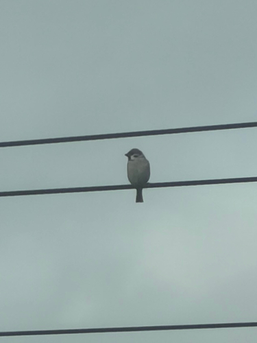 Eurasian Tree Sparrow