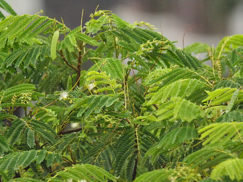 Molucca Albizia