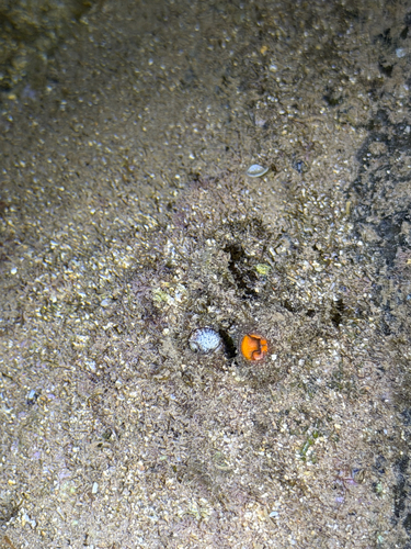 Thylacodes variabilis observed 2026-10-10