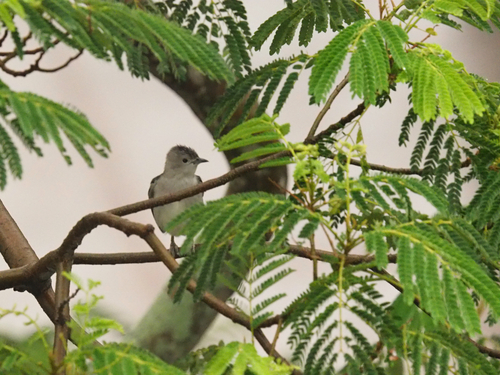 Daurian Starling